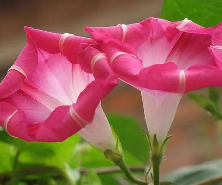 牵牛花喜不喜欢阳光