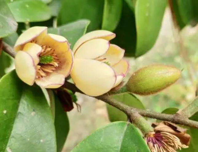 含笑花好养吗 养殖方法和养护要点