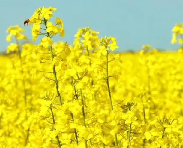 油菜花可以水养吗