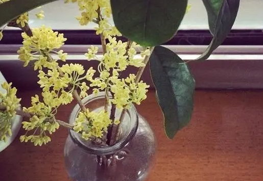 桂花可以水养吗