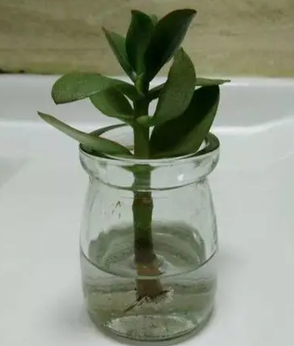 玉树可以水养吗