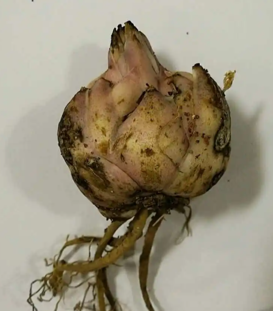 百合花种球可以水养吗