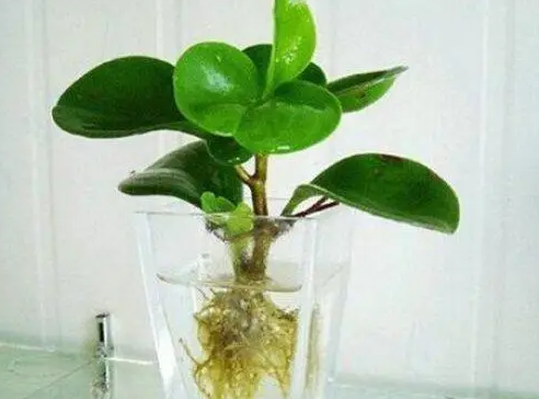 碧玉可以水养吗