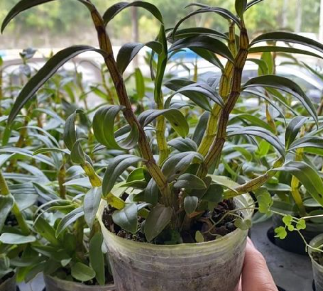 铁皮石斛好养吗 养殖方法和注意事项