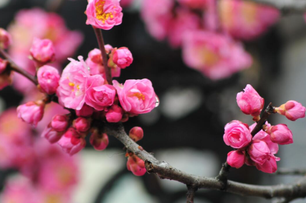梅花什么时候发芽长叶