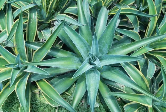 龙舌兰好养吗 养殖方法和养护要点