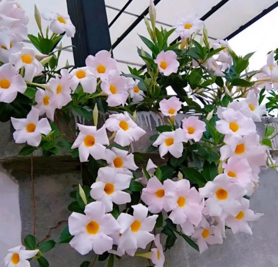 飘香藤可以水养吗