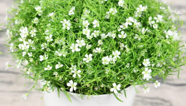 满天星什么时候播种最合适