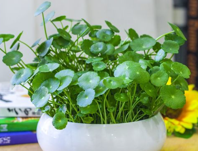 铜钱草可以水养吗