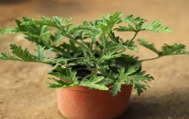 驱蚊草可以水养吗