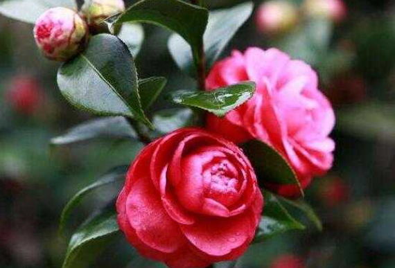 茶花可以水养吗