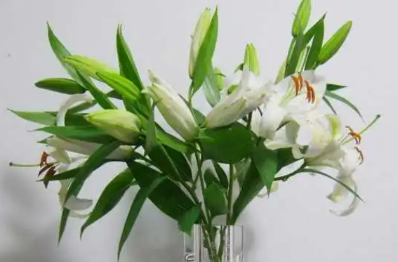 百合花可以水养吗