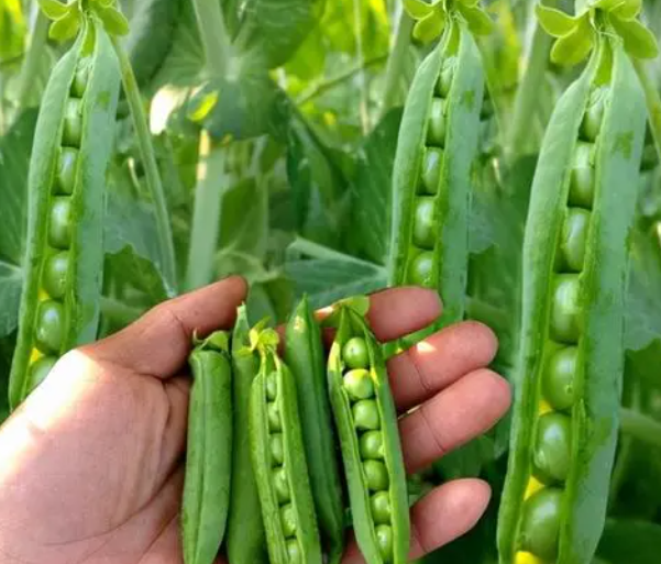 北方豌豆什么时候播种最合适
