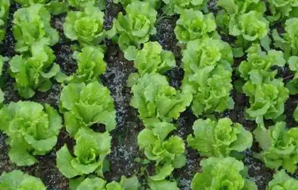 生菜什么时候播种最合适