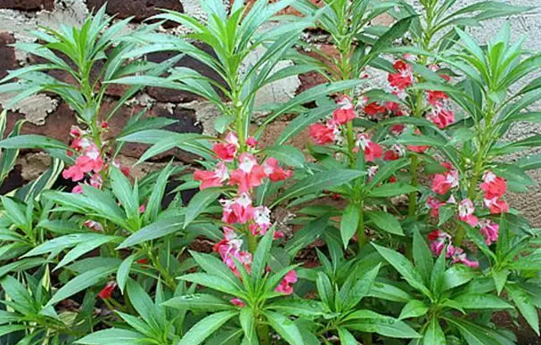 凤仙花什么时候播种最合适