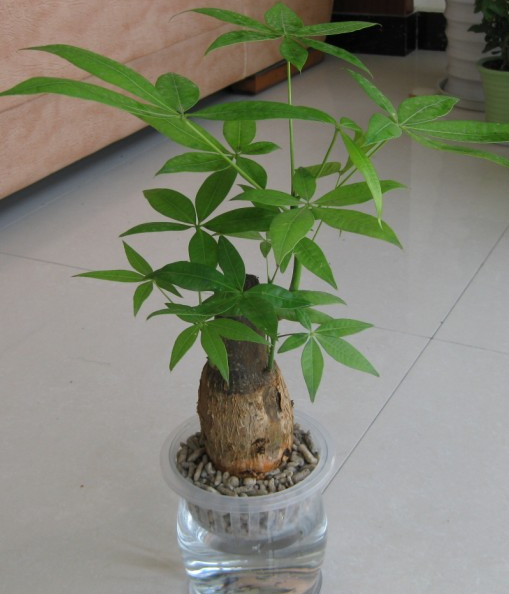 发财树可以水养吗