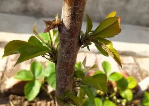 樱桃树苗什么时候发芽长叶