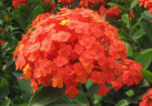 龙船花好养吗