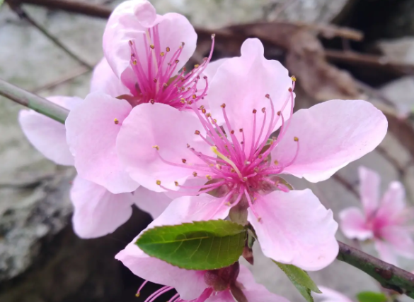 桃花可以水养吗