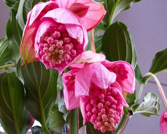 宝莲灯花好养吗