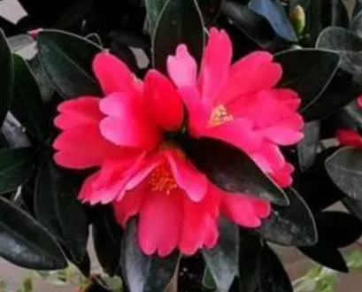 四季茶花好养吗