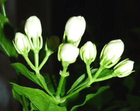 栀子花可以水养吗
