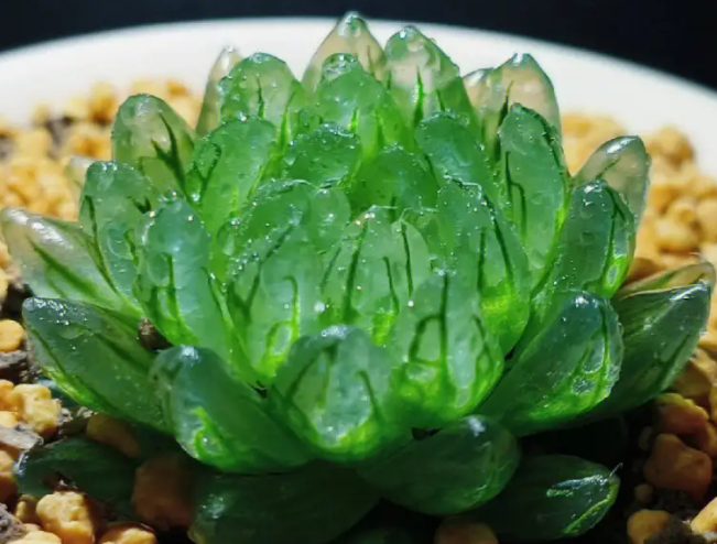 玉露好养吗