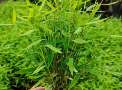 驱蚊竹可以水养吗