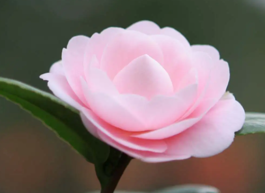 山茶花好养吗