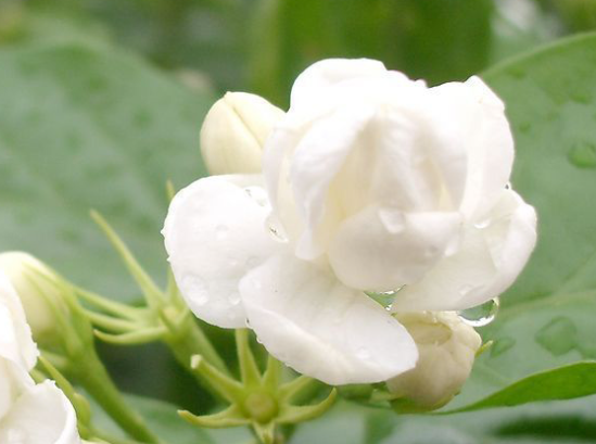 茉莉花可以水养吗