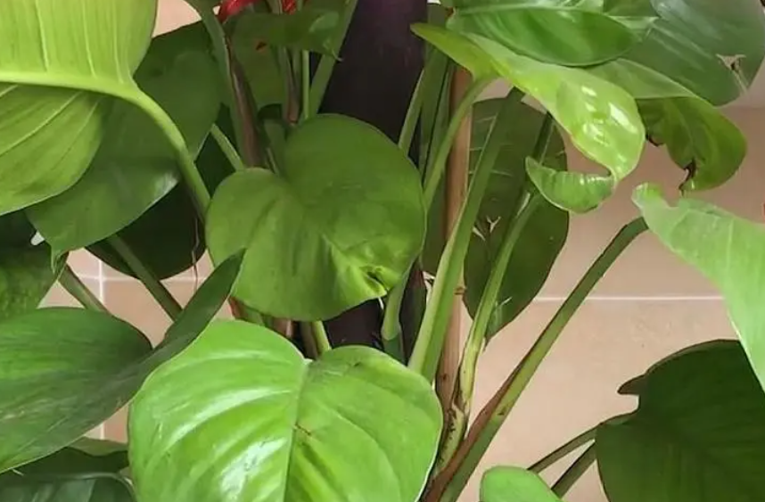 大叶绿萝可以水养吗