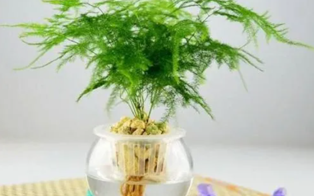 云竹可以水养吗