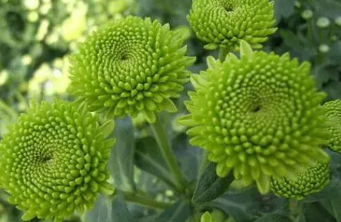 菊花什么时候发芽长叶