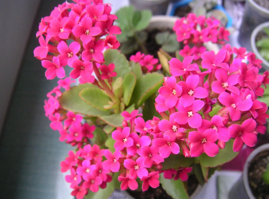 长寿花可以水养吗