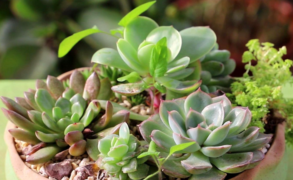 多肉植物好养吗 养殖方法和养护要点