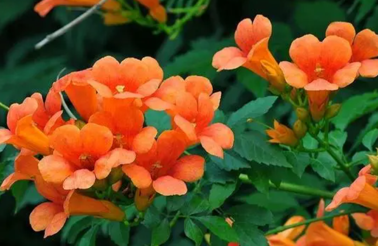 凌霄花好养吗 养殖方法和养护要点