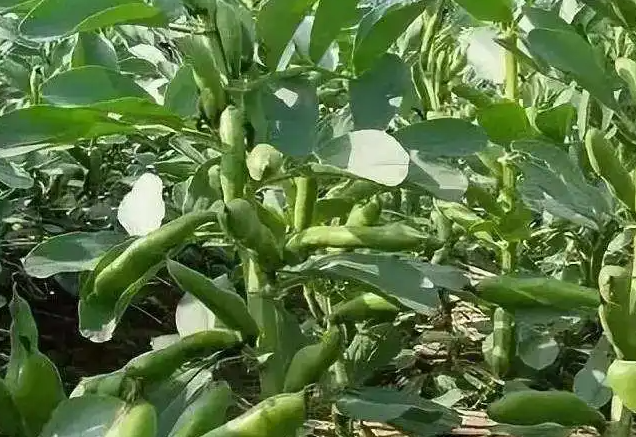 蚕豆什么时候播种最合适