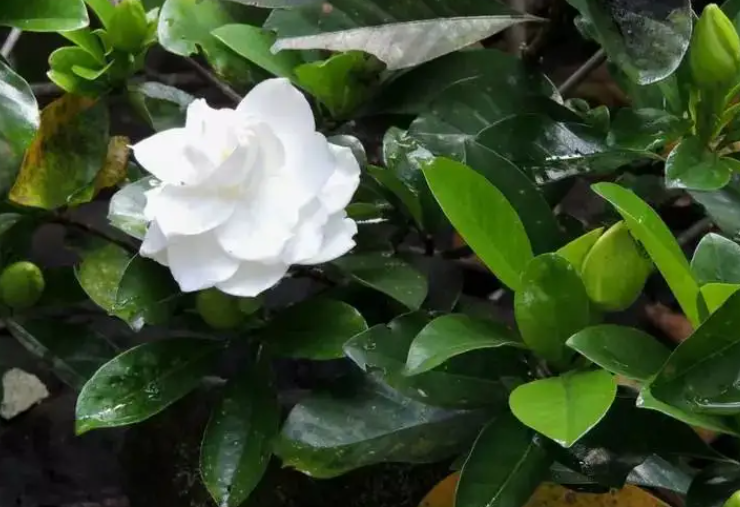 栀子花可以用啤酒浇吗