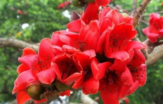 木棉花可以水养吗