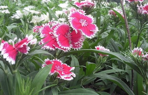 石竹花怎么水养