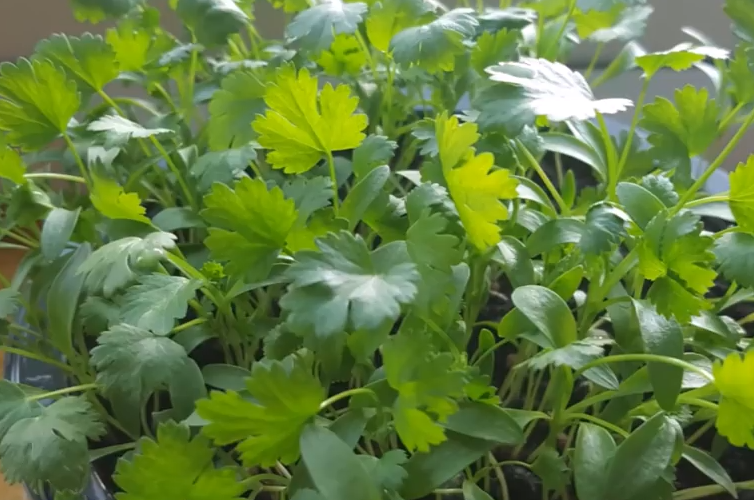 香菜什么时候播种最合适