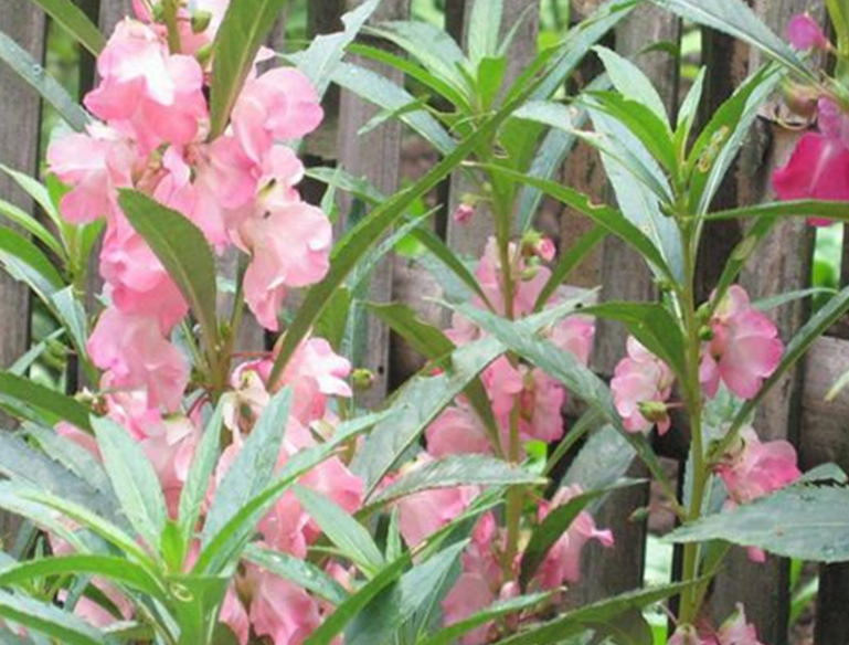 凤仙花好养吗 养殖方法和养护要点