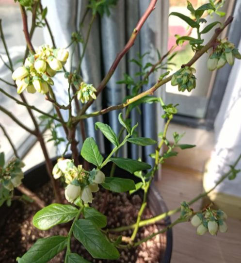 蓝莓什么时候发芽长叶