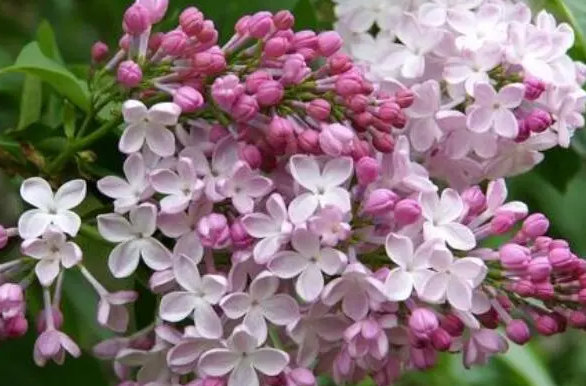 丁香花好养吗 养殖方法和养护要点