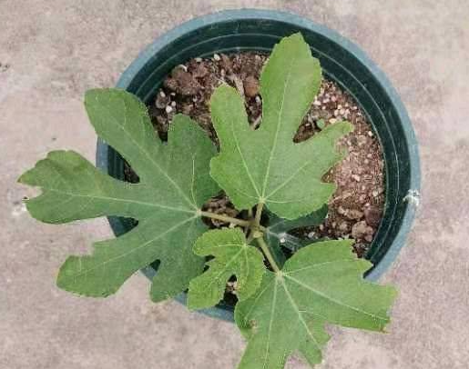 无花果什么时候发芽长叶