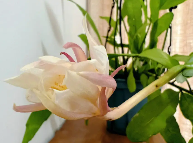 昙花好养吗 养殖方法和养护要点