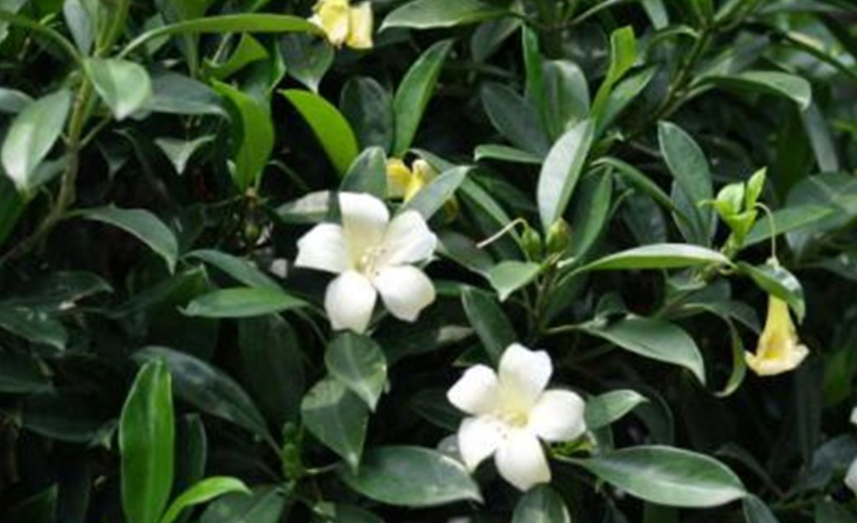 非洲茉莉好养吗 养殖方法和养护要点