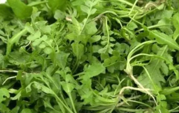 荠菜什么时候播种最合适