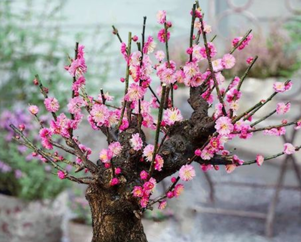 梅花好养吗 养殖方法和养护要点