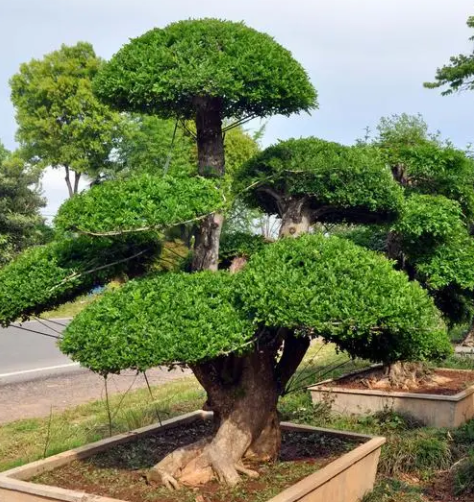 对节白蜡好养活吗